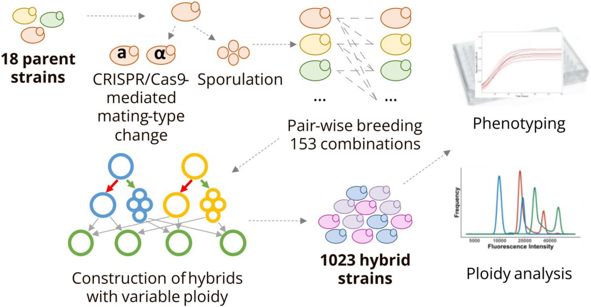 Microbial Biotechnology (MBT) tweet media