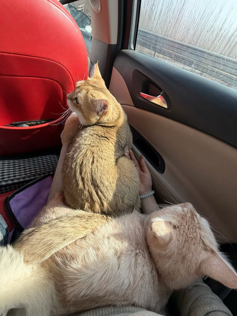 椰椰椰肉 tweet media