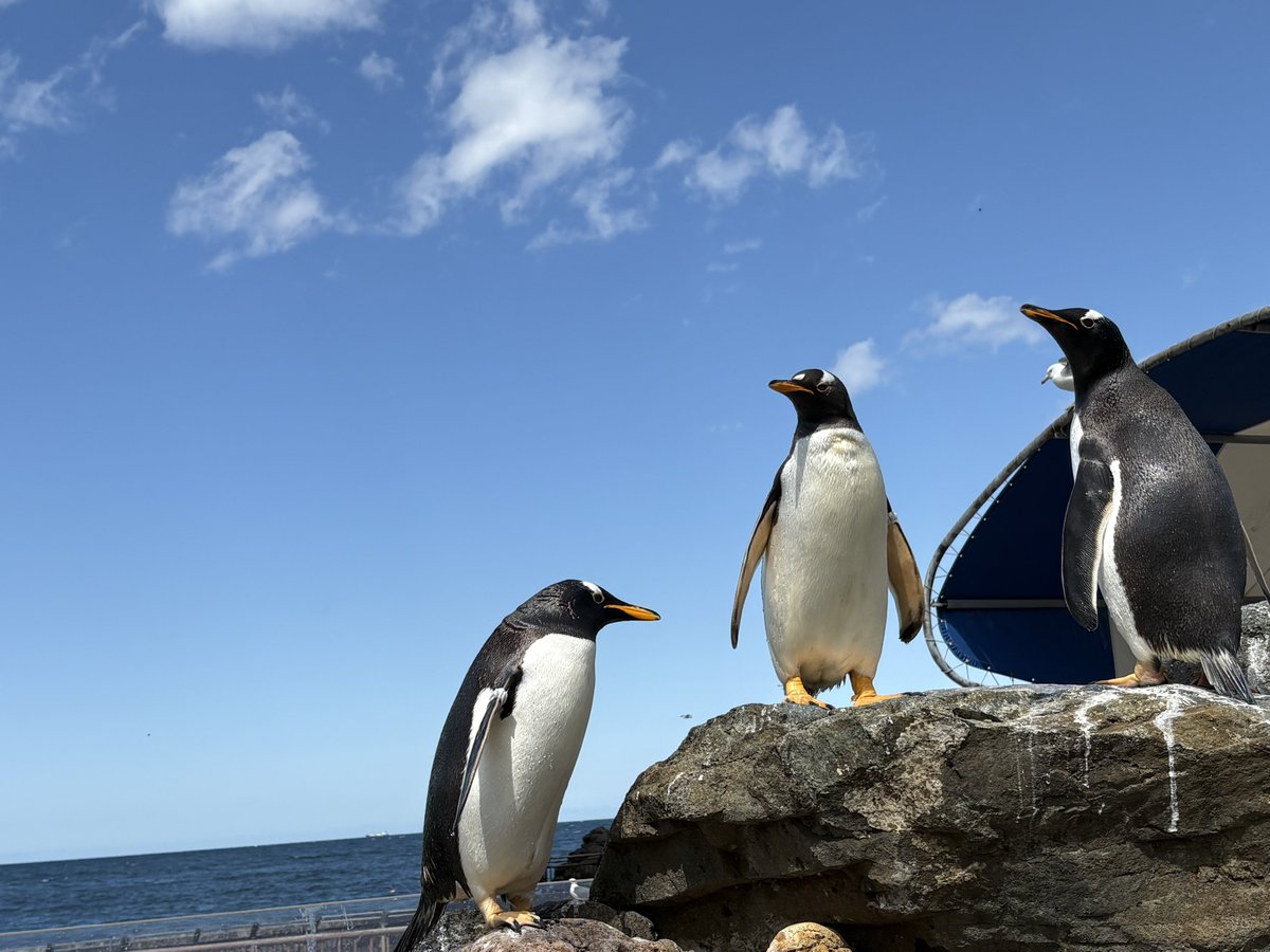 チェン・イズィィィ tweet media