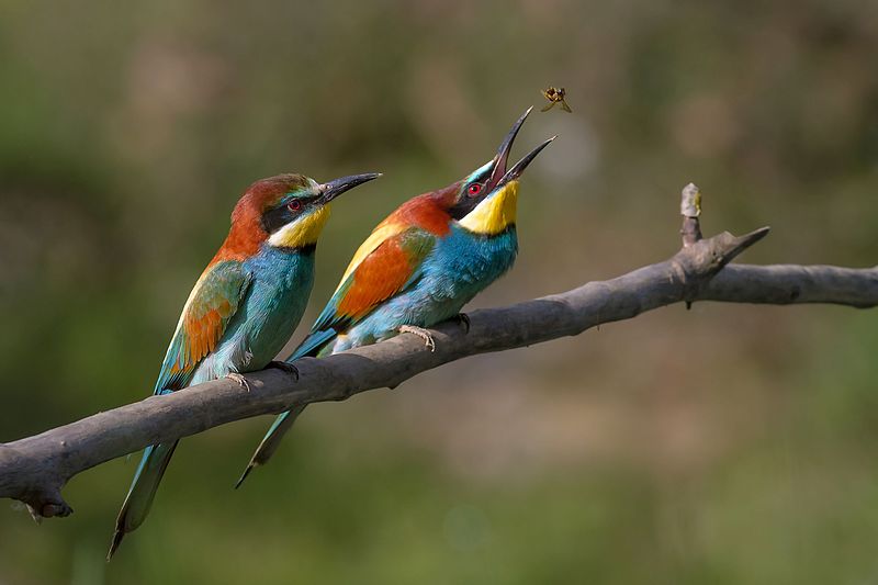 FaunaIbericaORG's tweet photo. —¡Pilla!
—¿Por qué me tiras bichos?
—Para ver si tienes los reflejos del #abejaruco. Que la belleza no.
—Es que soy feo; si me comparas con #MeropsApiaster salgo perdiendo.
—Feo pero resultón. Y dulce como la miel…
—… de las abejas que come el abejaruco. Veamos su ficha.
—¡Va! https://t.co/G7IgFxD5lt