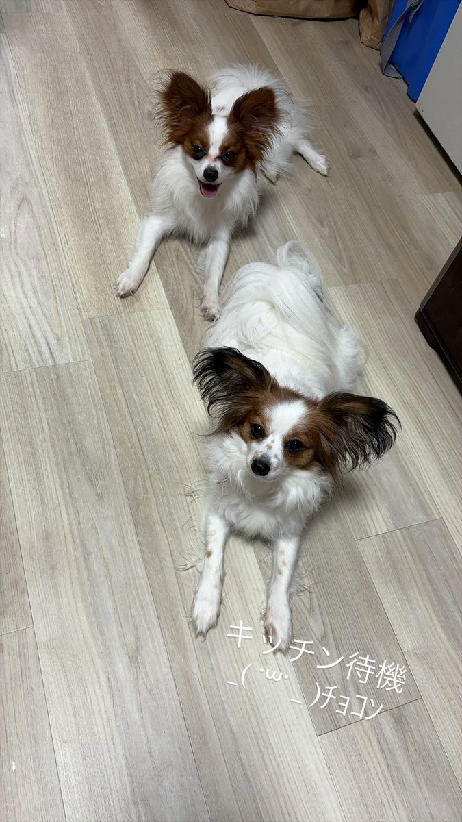 airplayer313's tweet photo. @NanaWestly これは自分のごはんが作られてるｺﾄを察して待機する犬 https://t.co/NhEjF3QRj8
