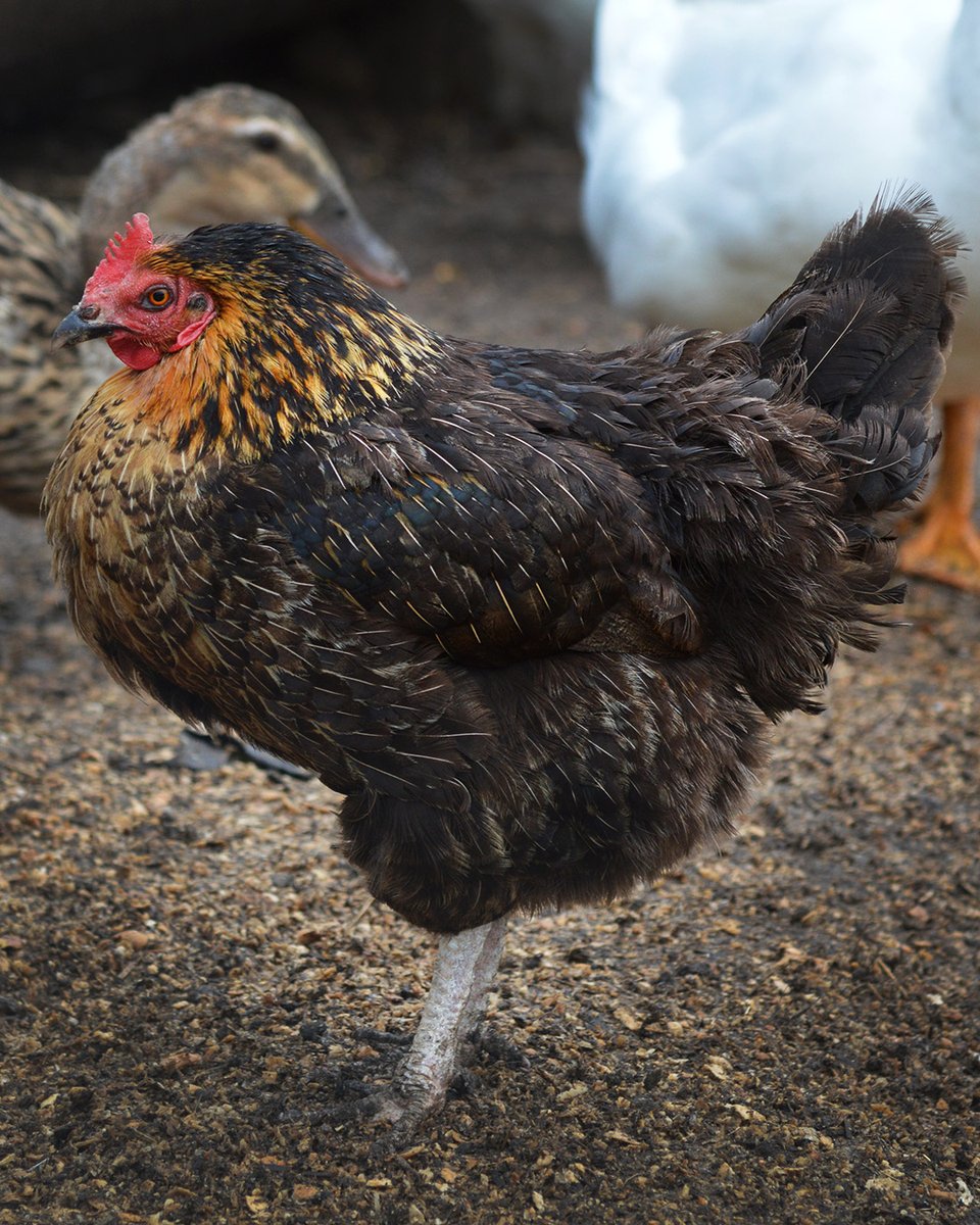 scar_rehoming's tweet image. After months of being tucked away during bird flu restrictions, our #chickens, #ducks and #geese are finally back outside 🌿☀️

It's been pure joy watching them scratch, splash and (in true goose fashion) wander about like they own the place again 😂