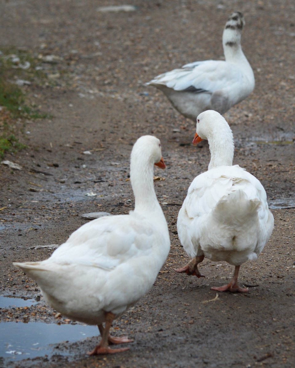 scar_rehoming's tweet image. After months of being tucked away during bird flu restrictions, our #chickens, #ducks and #geese are finally back outside 🌿☀️

It's been pure joy watching them scratch, splash and (in true goose fashion) wander about like they own the place again 😂