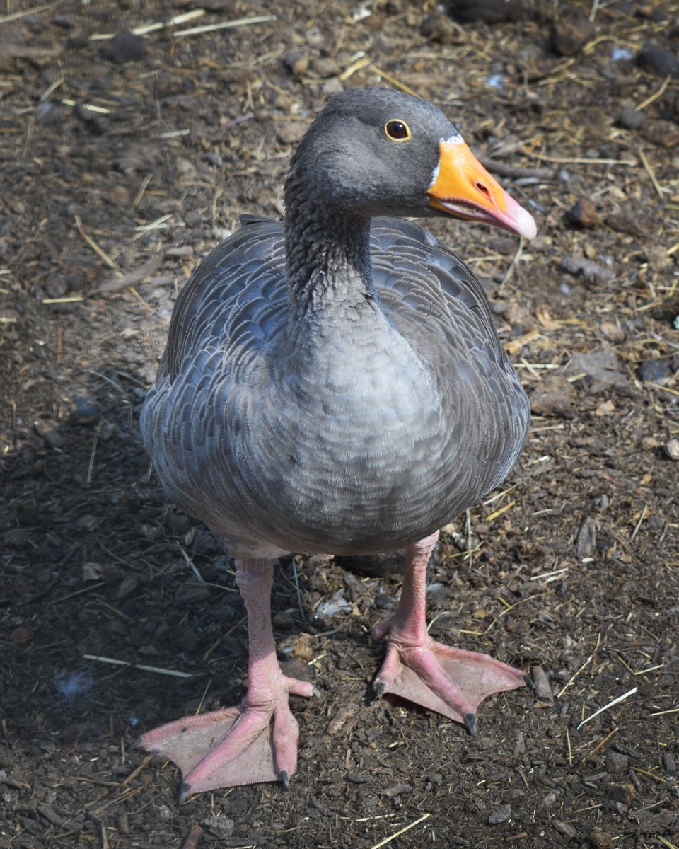scar_rehoming's tweet image. After months of being tucked away during bird flu restrictions, our #chickens, #ducks and #geese are finally back outside 🌿☀️

It's been pure joy watching them scratch, splash and (in true goose fashion) wander about like they own the place again 😂