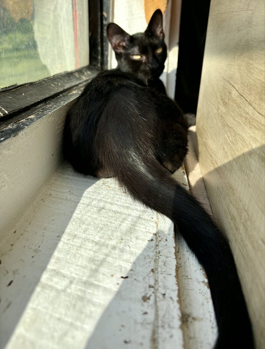 RappCatsAdopt's tweet image. Finn is LOVING his new window seat!
Who else is enjoying a good sun ray today?

#Kitten #Adoptable #Virginia #Sunny