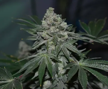 cannabulkseeds's tweet image. Cítrica, fresca, con ese perfil que se siente desde el inicio

Rápida, resinosa y con una energía que se mantiene

Clementine Crush Fastversion 🌱

Últimos días con 25% de descuento

cannabulkseeds.com/producto/cleme…

#CannabisSeeds #FastVersion #GrowYourOwn