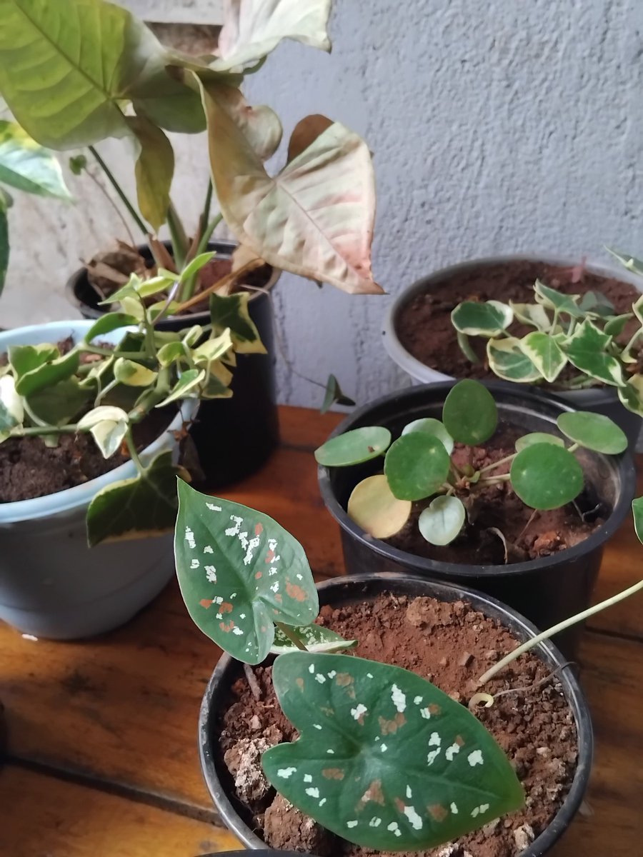 Everything Plants 🪴 tweet media