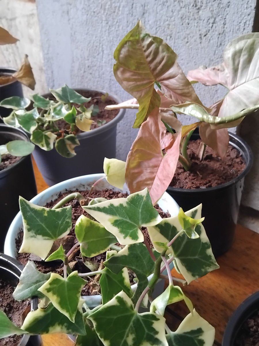 Everything Plants 🪴 tweet media