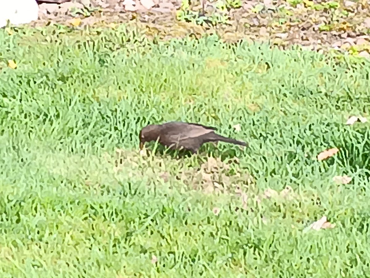 BrianWITGuy's tweet image. Some cleaning, manky water &amp;amp; being watched by a blackbird at Dollar Cemetery this morning. @cwgc casualty Leading Aircraftsman John Scrymgeour Bishop RAFVR died 01/04/1945 in Edenhall Hospital in Inveresk, Scotland of polio complicated by pneumonia #WW2 #RAF