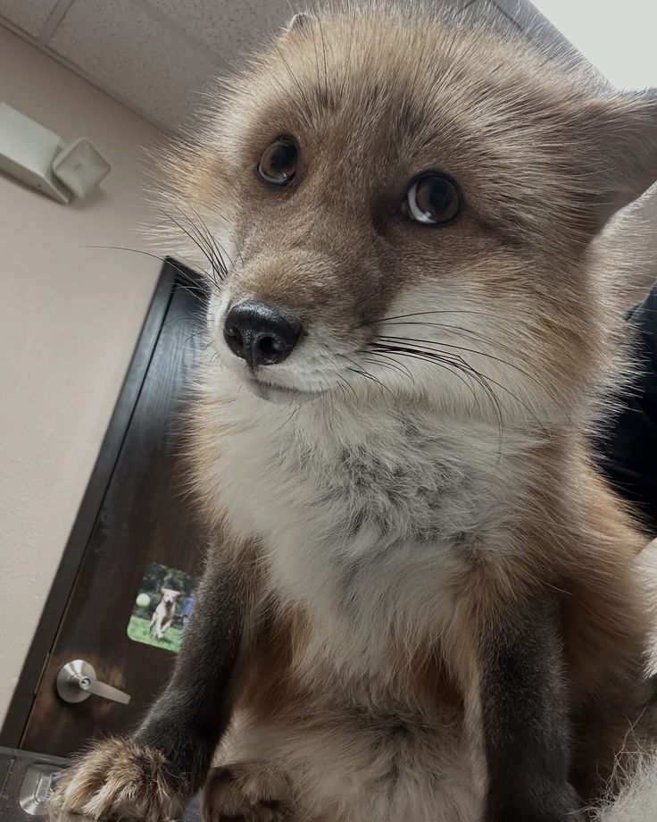 🍁 𝓣𝓱𝓮 𝓕𝓸𝔁 𝓛𝓲𝓯𝓮 🌾🦊 tweet media