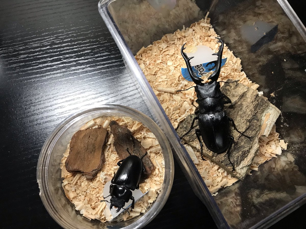 official_insect's tweet image. #Dreamchaser
#昆虫即売会
#ギラファノコギリクワガタ