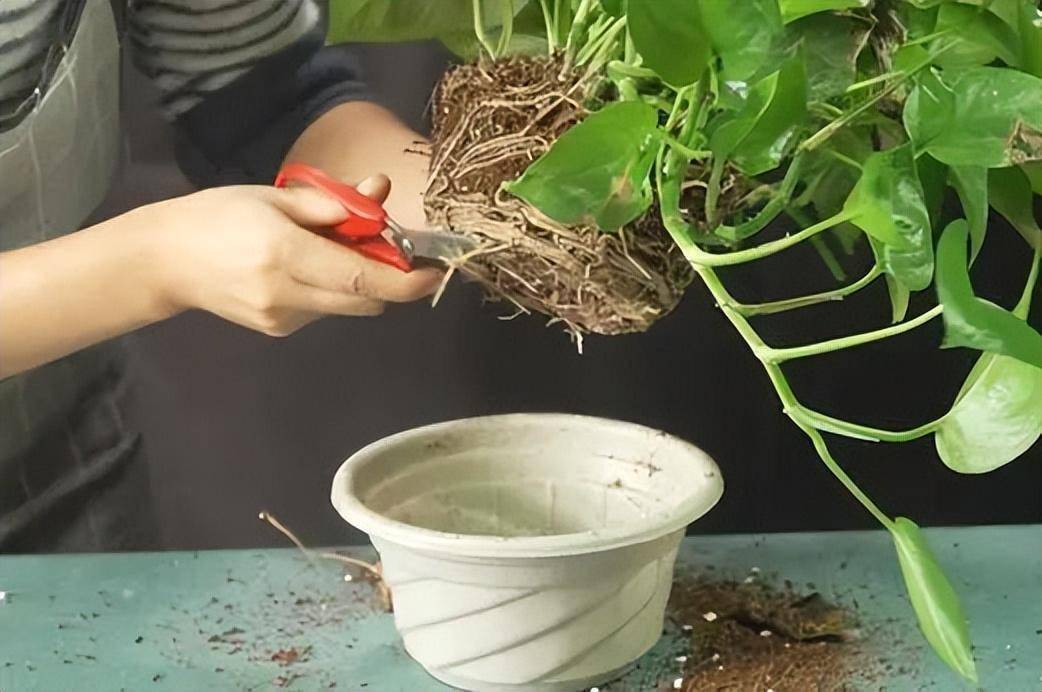 mohammed tweet media