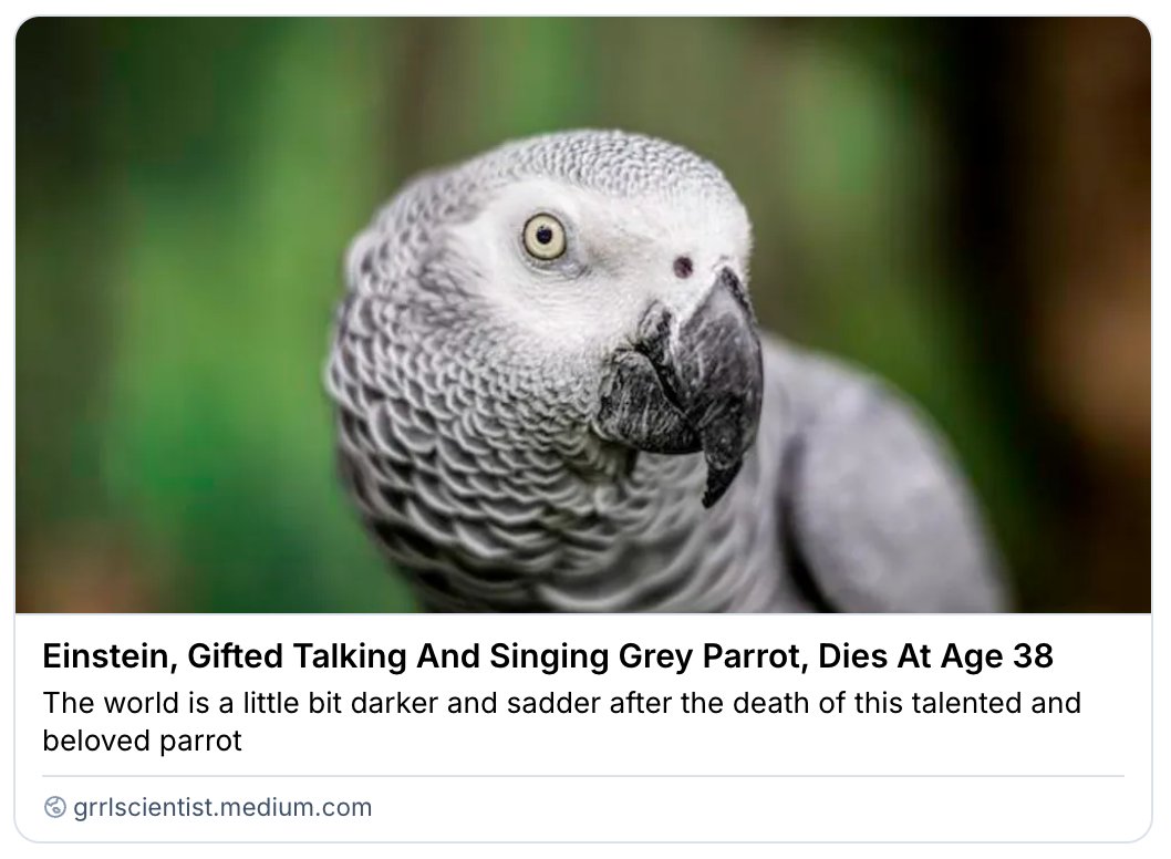 GrrlScientist's tweet image. Einstein, Gifted Talking And Singing Grey Parrot, Dies At Age 38

"The world is a little bit darker and sadder after the death of this talented and beloved parrot"

#SciComm by @GrrlScientist 

#parrots #Einstein #ZooKnoxville #Obituary grrlscientist.medium.com/einstein-gifte…