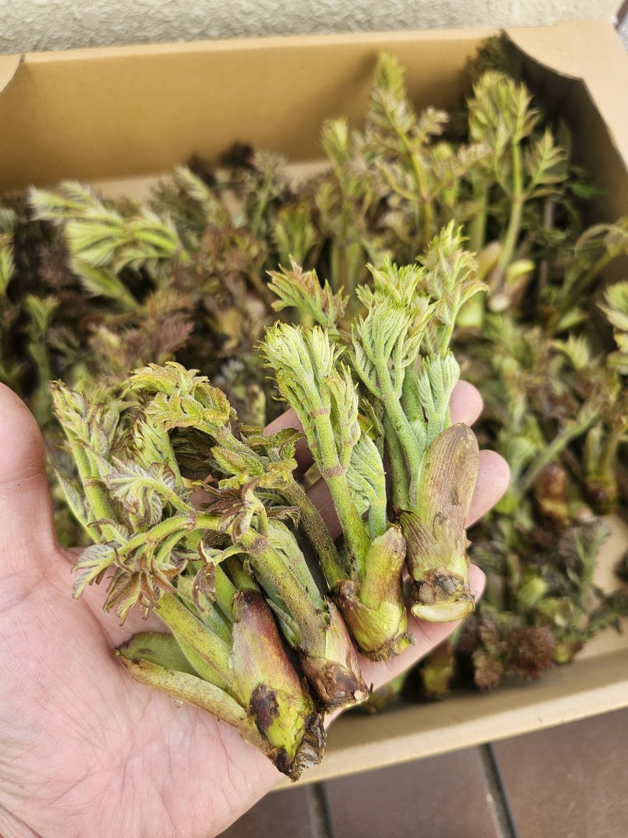 ytt_revive tweet media