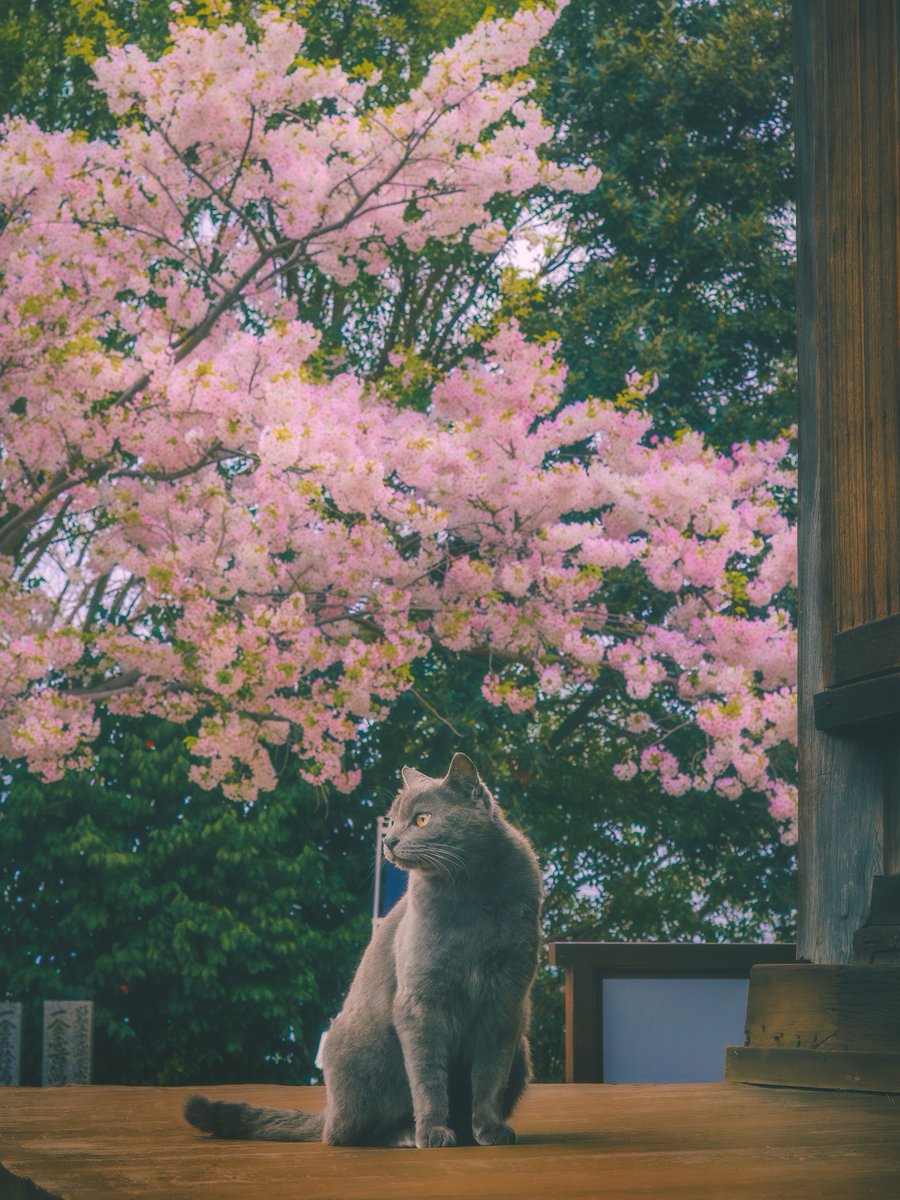 ryogo_tsushima tweet media