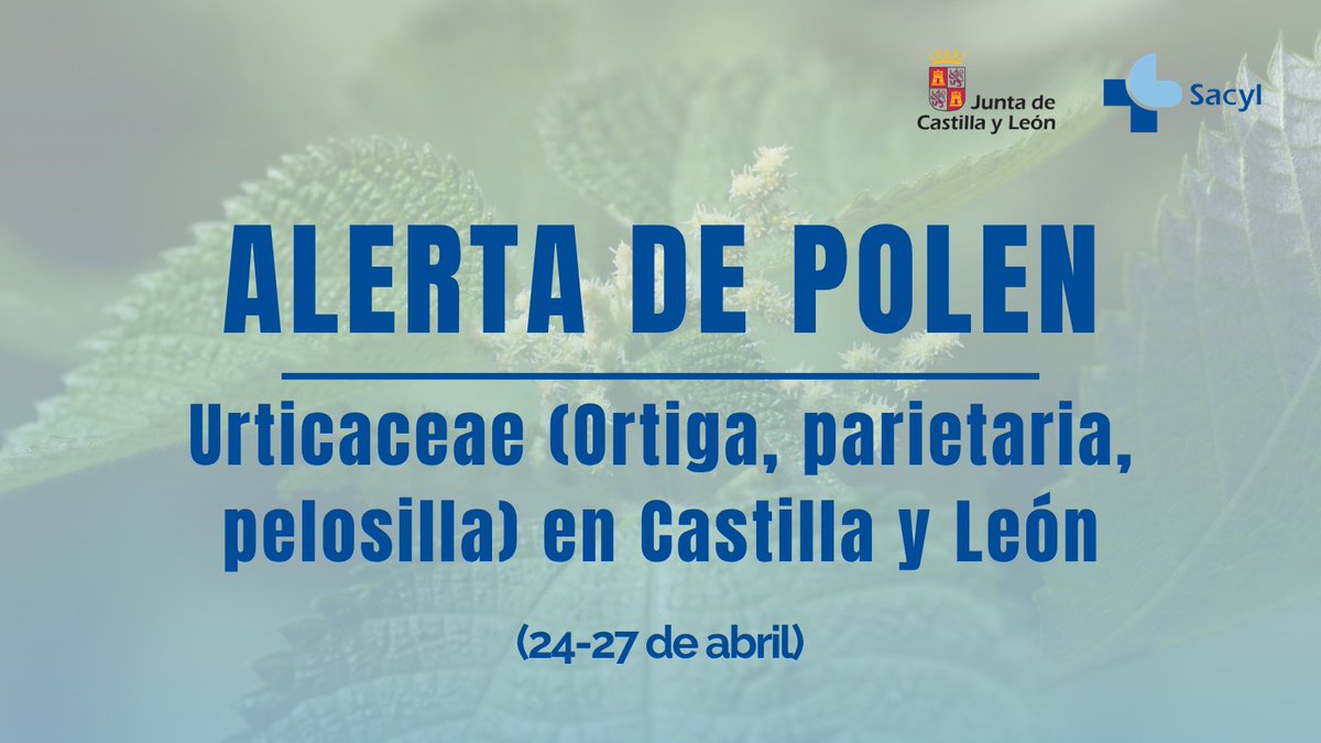 Salud_JCYL's tweet image. 🌱 La Consejería de Sanidad de Castilla y León informa de niveles altos de polen de Urticáceas (ortiga, parietaria, pelosilla) en Arenas de San Pedro y Béjar.

Si tienes alergia, sigue las recomendaciones médicas y toma precauciones.

#Sacyl #Polen #Alergias