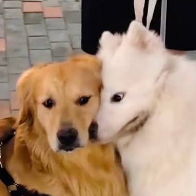 กิน ข้าว มา ยัง คั้บ !