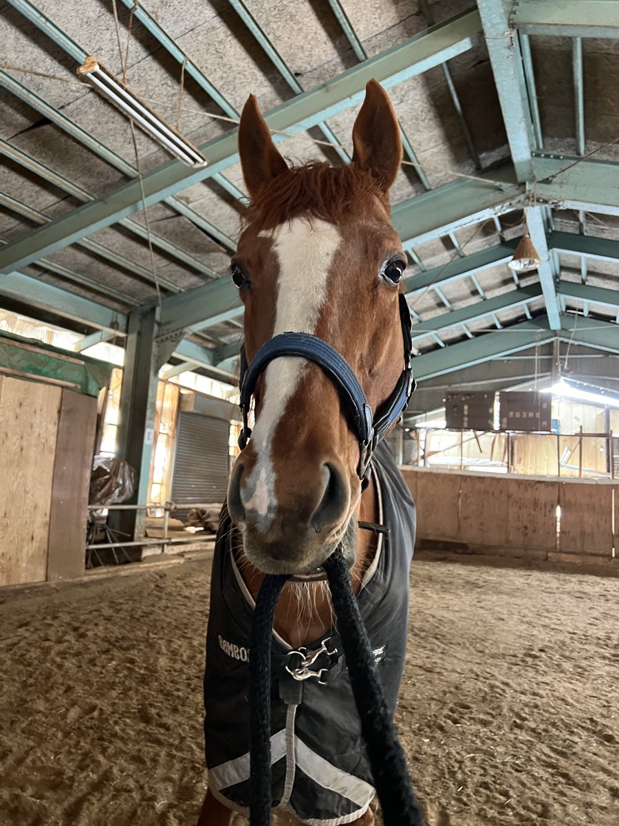 wintenderness's tweet photo. ‼️ぼくとお世話係の攻防戦‼️
定期的に行われる…

絶対に離したくないカワイイぼくvs早くぼくのお部屋のお掃除をしたいお世話係
の仁義なき戦いなんだ😤

どんなに引き手を振ろうとぼくは離してあげないの！
お掃除なんてしないで、ぼくと一緒に遊べばいいのにねぇ😠！
そう思うよね🤔！？

#引退競走馬
#ウインテンダネス
#応援してね