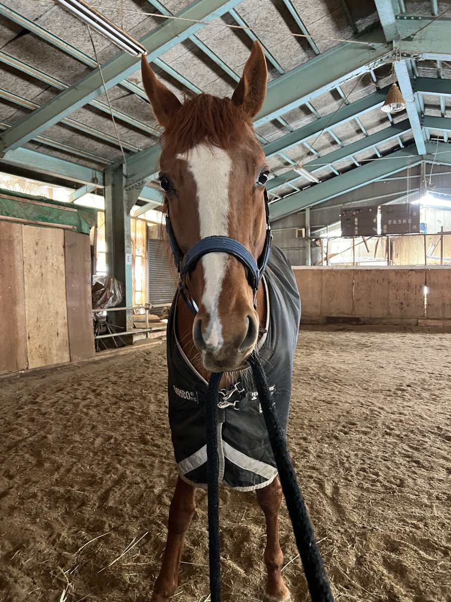 wintenderness's tweet photo. ‼️ぼくとお世話係の攻防戦‼️
定期的に行われる…

絶対に離したくないカワイイぼくvs早くぼくのお部屋のお掃除をしたいお世話係
の仁義なき戦いなんだ😤

どんなに引き手を振ろうとぼくは離してあげないの！
お掃除なんてしないで、ぼくと一緒に遊べばいいのにねぇ😠！
そう思うよね🤔！？

#引退競走馬
#ウインテンダネス
#応援してね