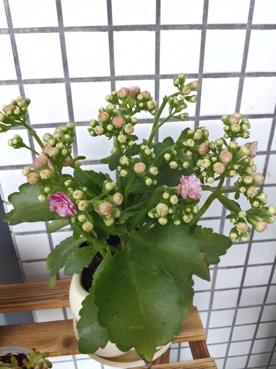 Jay Haas tweet media