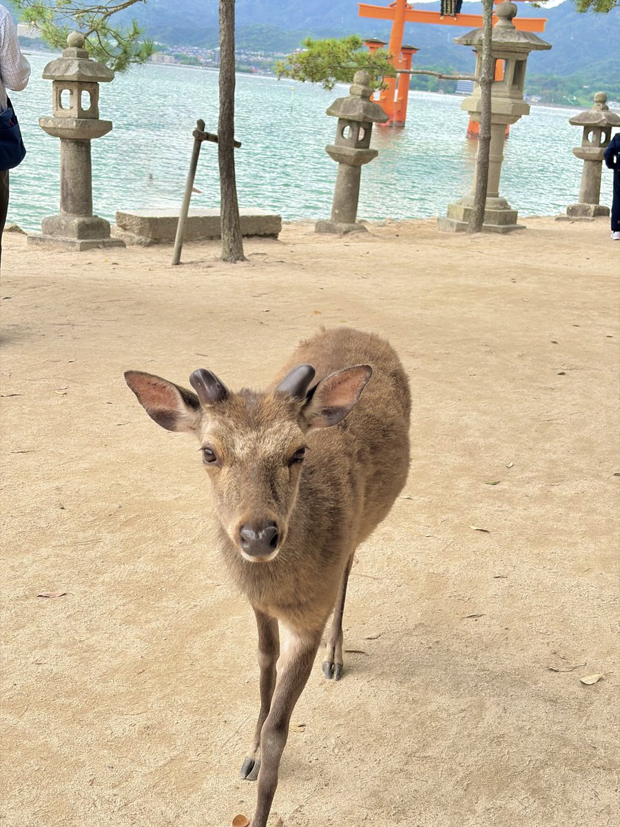 かろこ tweet media