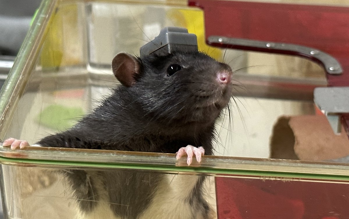 Jean Laurens tweet media