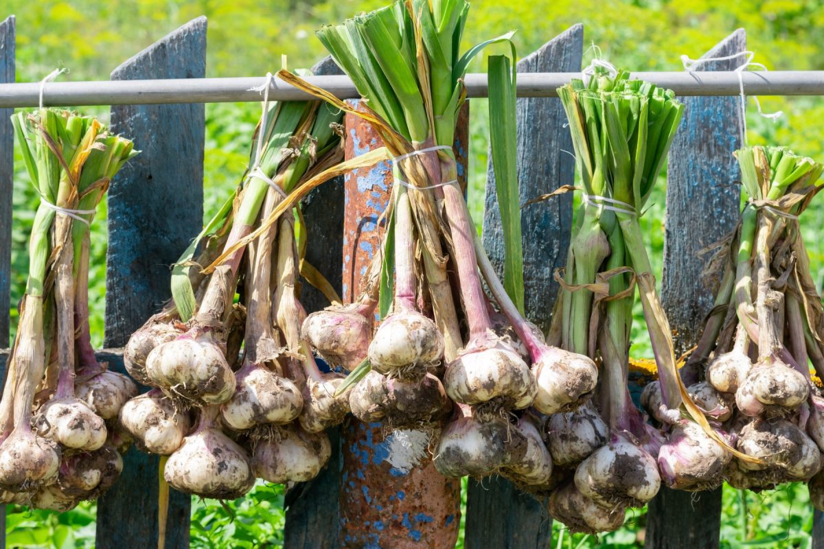 Ботаничка tweet media