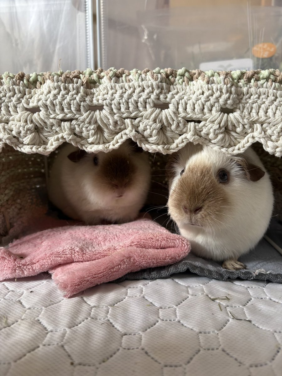 もるさんaimo🧵Little Fellows morusan tweet media