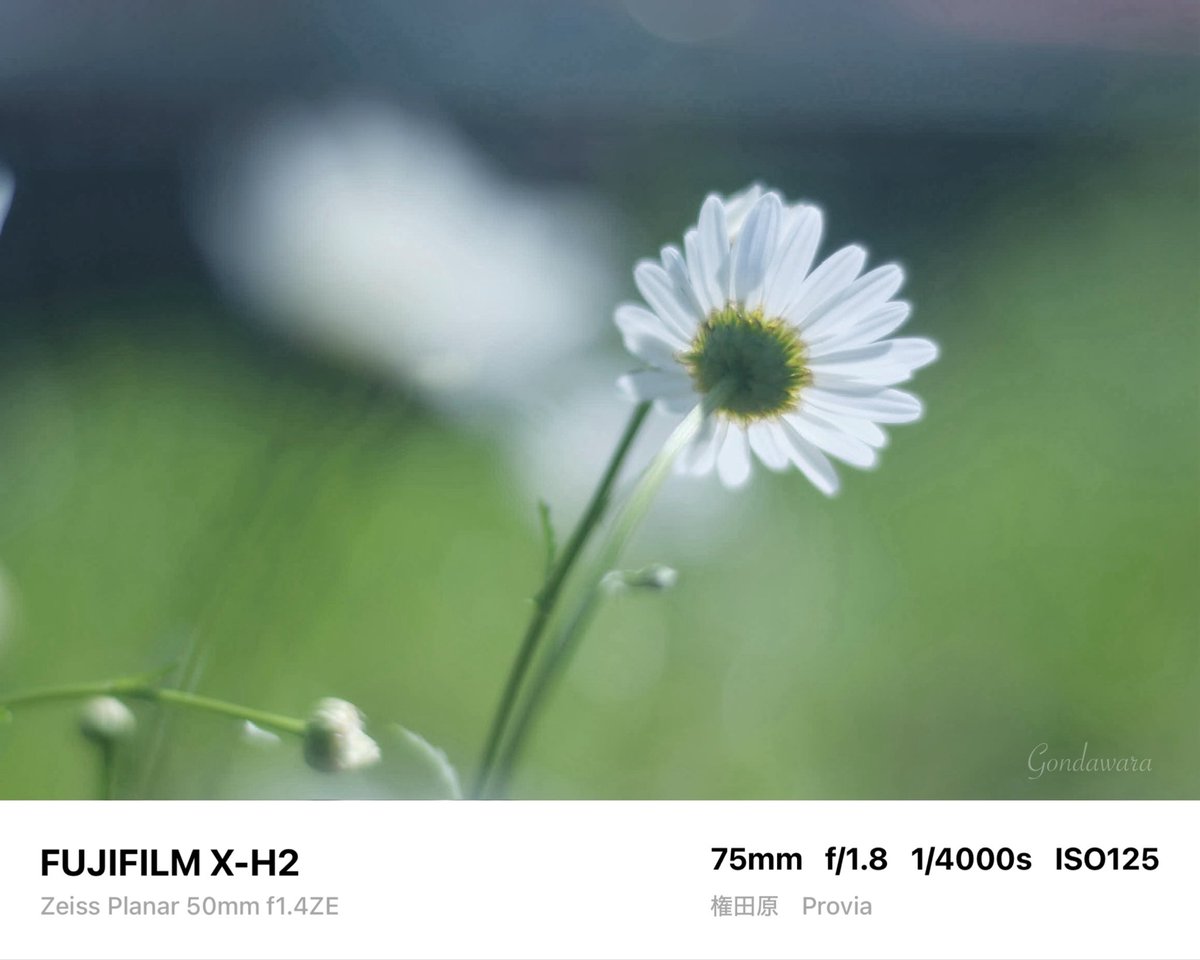 loqg78's tweet image. 地味に忙しかった🫠ﾌﾟｽｽｽ

#fujifilm_xseries #XH2 #Zeiss #Planar50ZE #ノスタルトーン