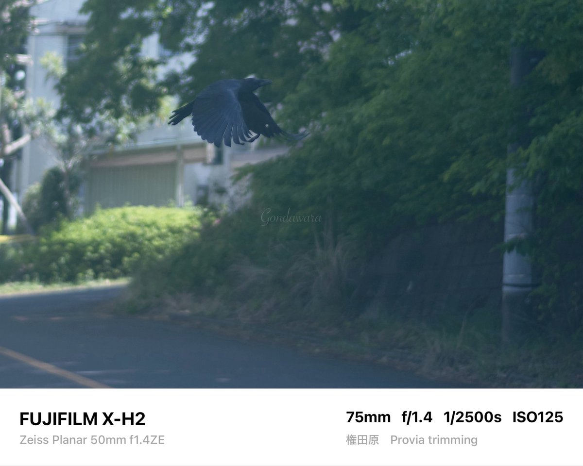 loqg78's tweet image. 地味に忙しかった🫠ﾌﾟｽｽｽ

#fujifilm_xseries #XH2 #Zeiss #Planar50ZE #ノスタルトーン