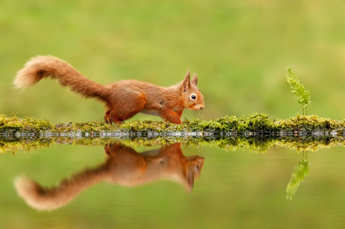 Countryside Alliance tweet media