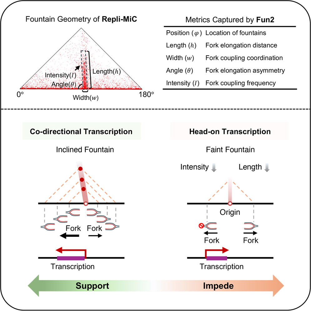 EpigenomeTech's tweet photo. Epigenetics Update - Deciphering the dual effects of transcription on DNA replication elongation by replication-associated Micro-C https://t.co/RNaSBPP3Zf
Jiazhi Hu (胡家志) from @PKU1898 in @MolecularCell
#Epigenetics #Chromatin #MicroC
---
https://t.co/WmSYDGWPJD https://t.co/MbMDAHDmOw
