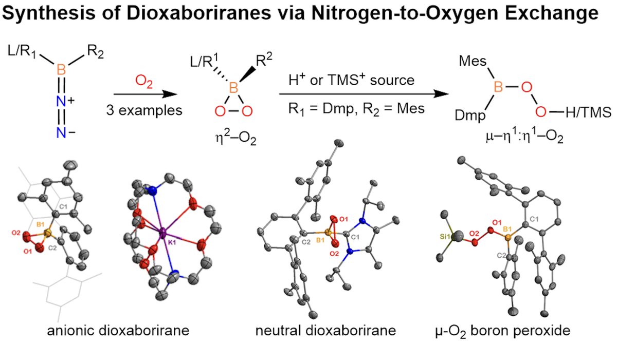 RJGilliard's tweet photo. Our research on the first dioxaboriranes (formed via N2 to O2 exchange), is now online in @NatureChemistry (https://t.co/QTZgCgDJv0)! @Chonghe10 explores the synthesis and reactivity of unusual boron peroxides! @gilliardgroup @ccclabmit #maingroup #boron https://t.co/4uKLvKlpD4