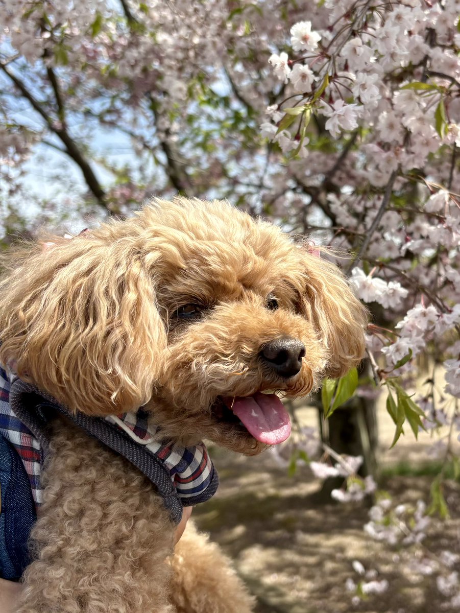 茶子がいる日々（トイプードル🐾ちゃこ） tweet media
