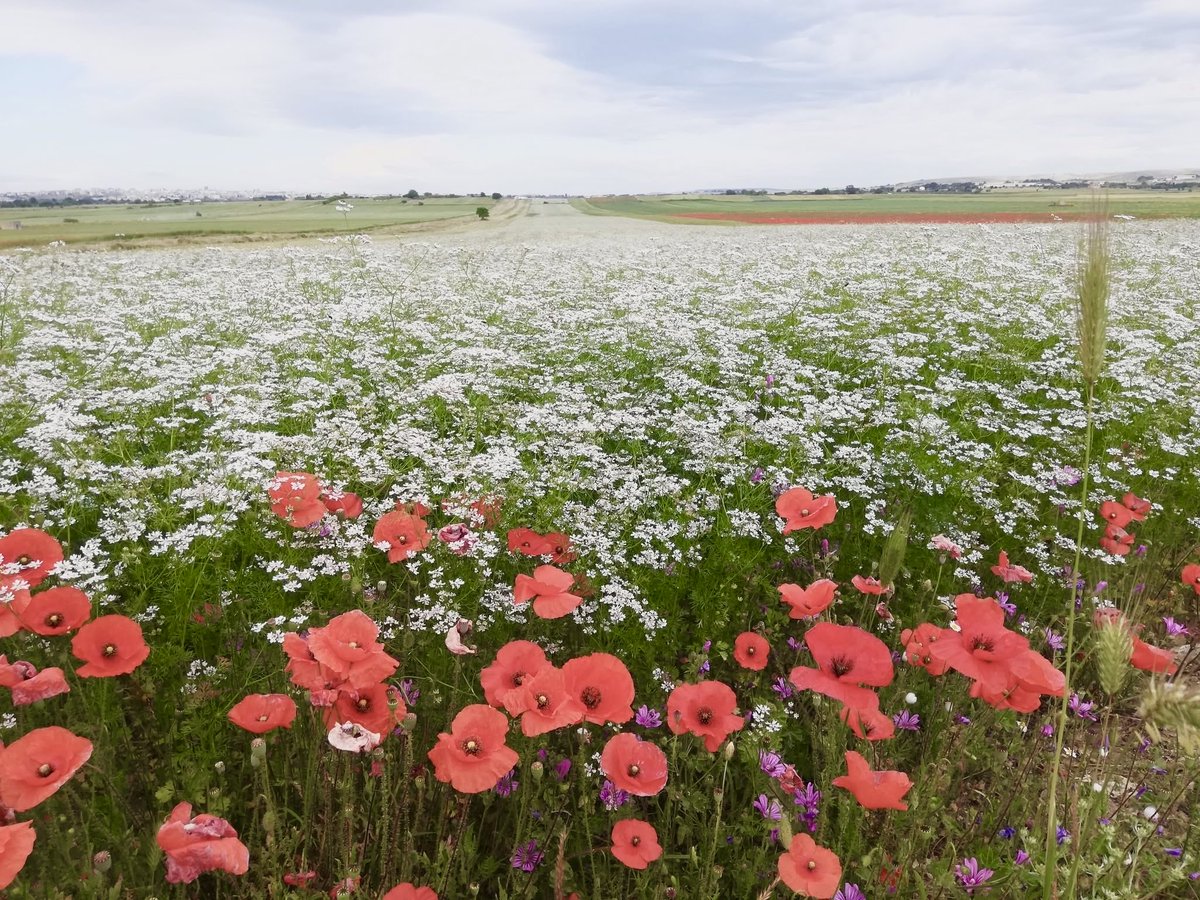 Michelangelo_C♏️ tweet media