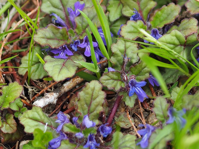 日当たりのよい山野に

キランソウ（金瘡小草）
学名 Ajuga decumbens

 #キランソウ #金瘡小草 
 #ジゴクノカマノフタ #地獄の釜の蓋 
 #明石公園  #AkashiPark 
 #明石公園の野草 
 #野の花が好きな人と繋がりたい 
 #TLを花でいっぱいにしよう