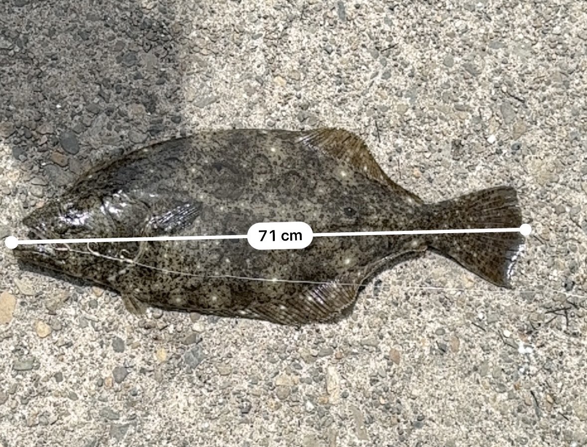 akisuteto's tweet photo. 青物釣りに行ったらヒラメ3連発🎣
俺以外の人は青物ばっかりでした😆 https://t.co/BawFAcgt8J