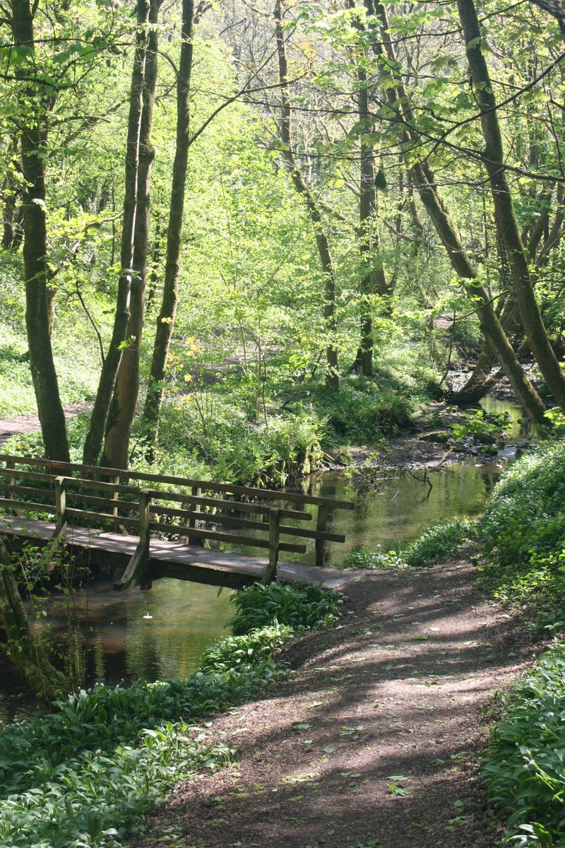 hws5mp's tweet image. Walk in the woods part cinque...

@Artemisapphire @GetOuttaHeah @HandyGingerGal @AlysssaHazel @seizuresalad @soulcatch @Fruitbat_44

#peace #tranquility #calm #woodlands