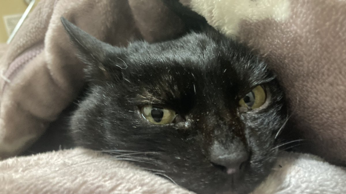u_ronbantyo's tweet photo. 未希ちゃんに回虫が見つかりました。
3枚目に実物があります。

相変わらず自分でほとんどご飯食べなくて
それでも元気な未希ちゃんです！

※AIに名前を消してもらいました。 https://t.co/Rldplh2nuX