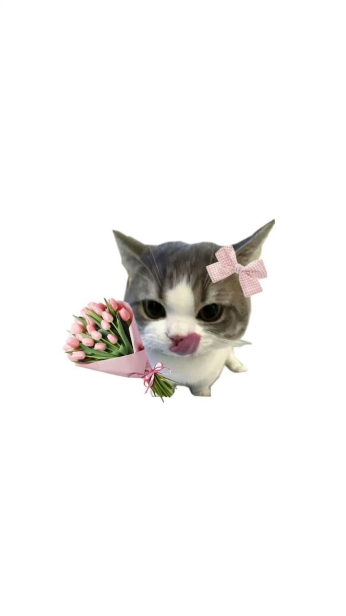 nih ada hadiahnya sekalian kucing cute kalo lagi kicau kicau kicau mania😋❣️