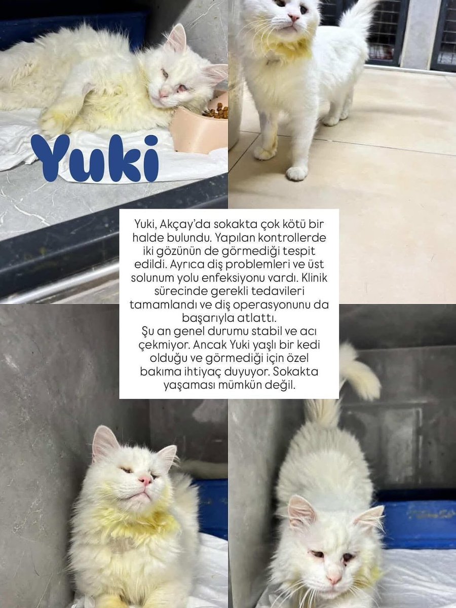 Zülal Kutluer tweet media