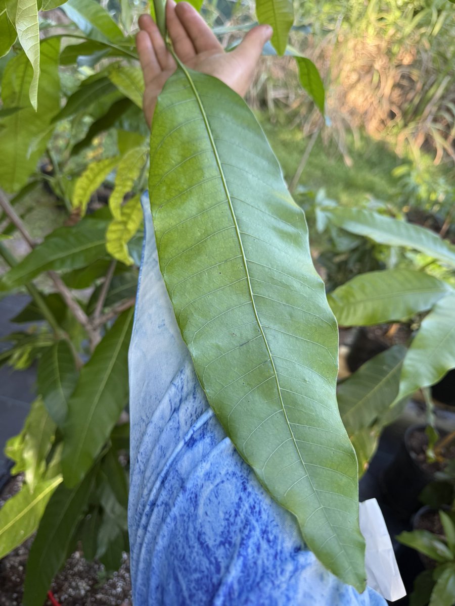 TheMangoLab_'s tweet photo. In the process of turning this big seedling into a super productive multi-variety tree.
If you have something similar and want it producing delicious mangoes, let me know and I’ll help you 🥭🧪 

#mango #mangoes #mangoseason #mangografting #miami https://t.co/8zbWDhwHo4