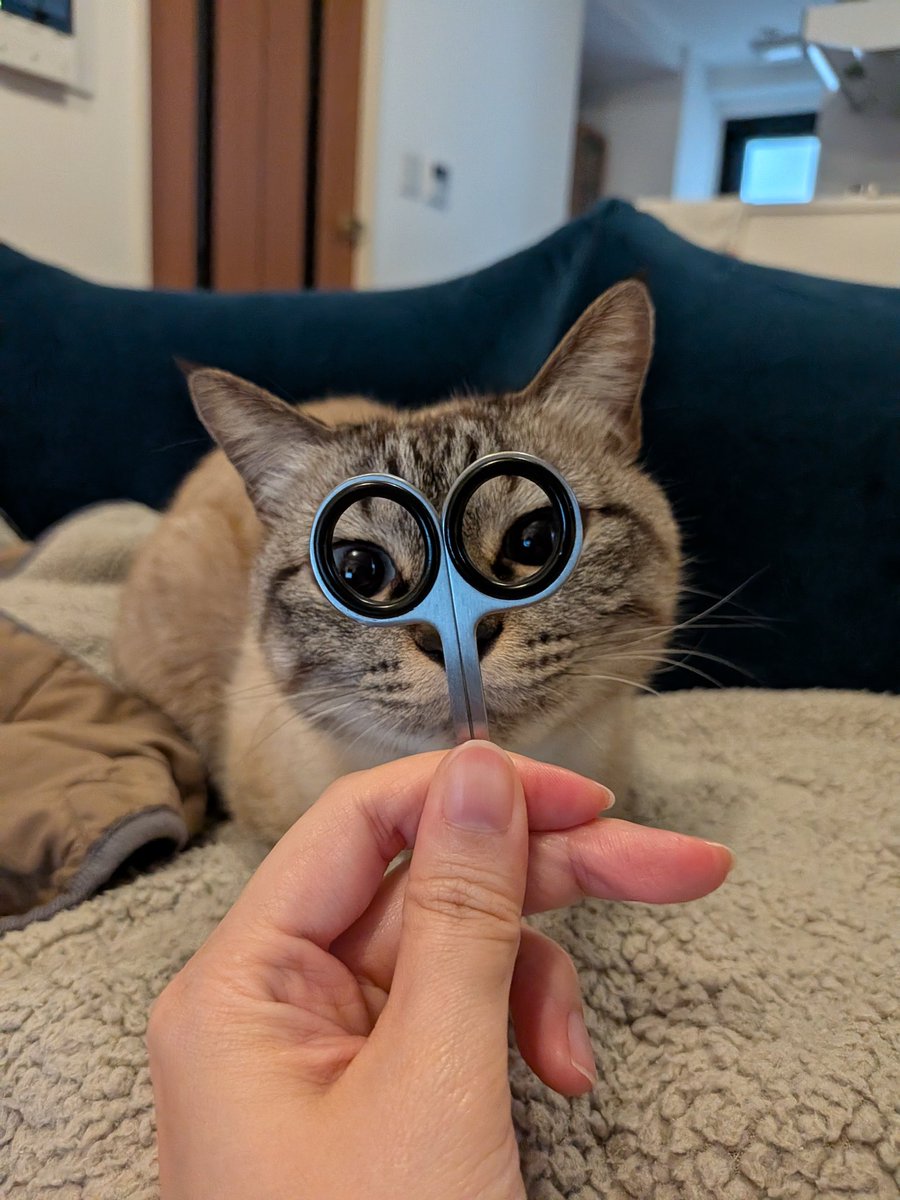 ガルボとプッカ (@galboandpucca) on Twitter photo 