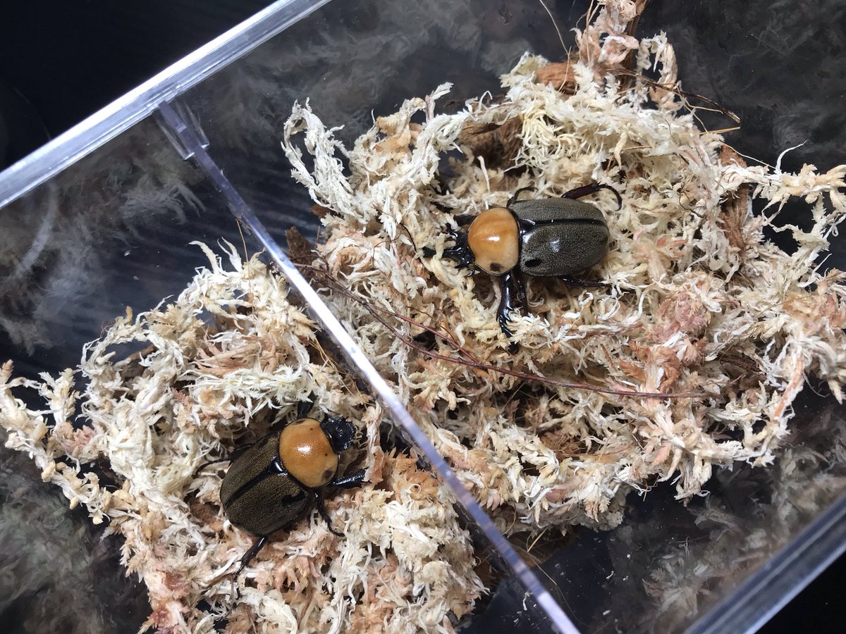 official_insect's tweet image. #Dreamchaser
#昆虫即売会
#ヨツボシヒナカブト