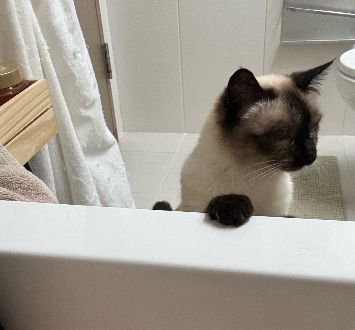 가정용 회오리감자 아기황소 은교 김민지 tweet media