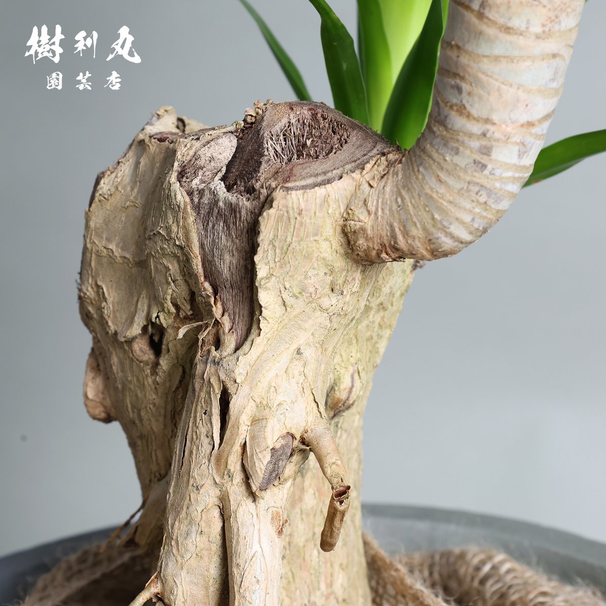 傷が、次の芽を生む- ドラセナ・パラオ
横幅：約 80㎝　高さ：約 100㎝
ポットサイズ：7号（内径21㎝）

#シンボルツリー 
#オフィスグリーン
