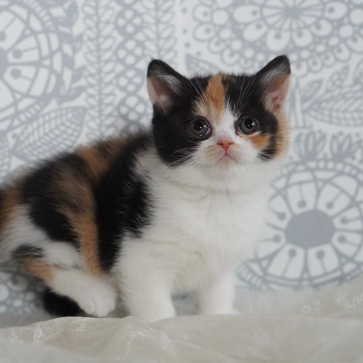 おあげ🍘 tweet media