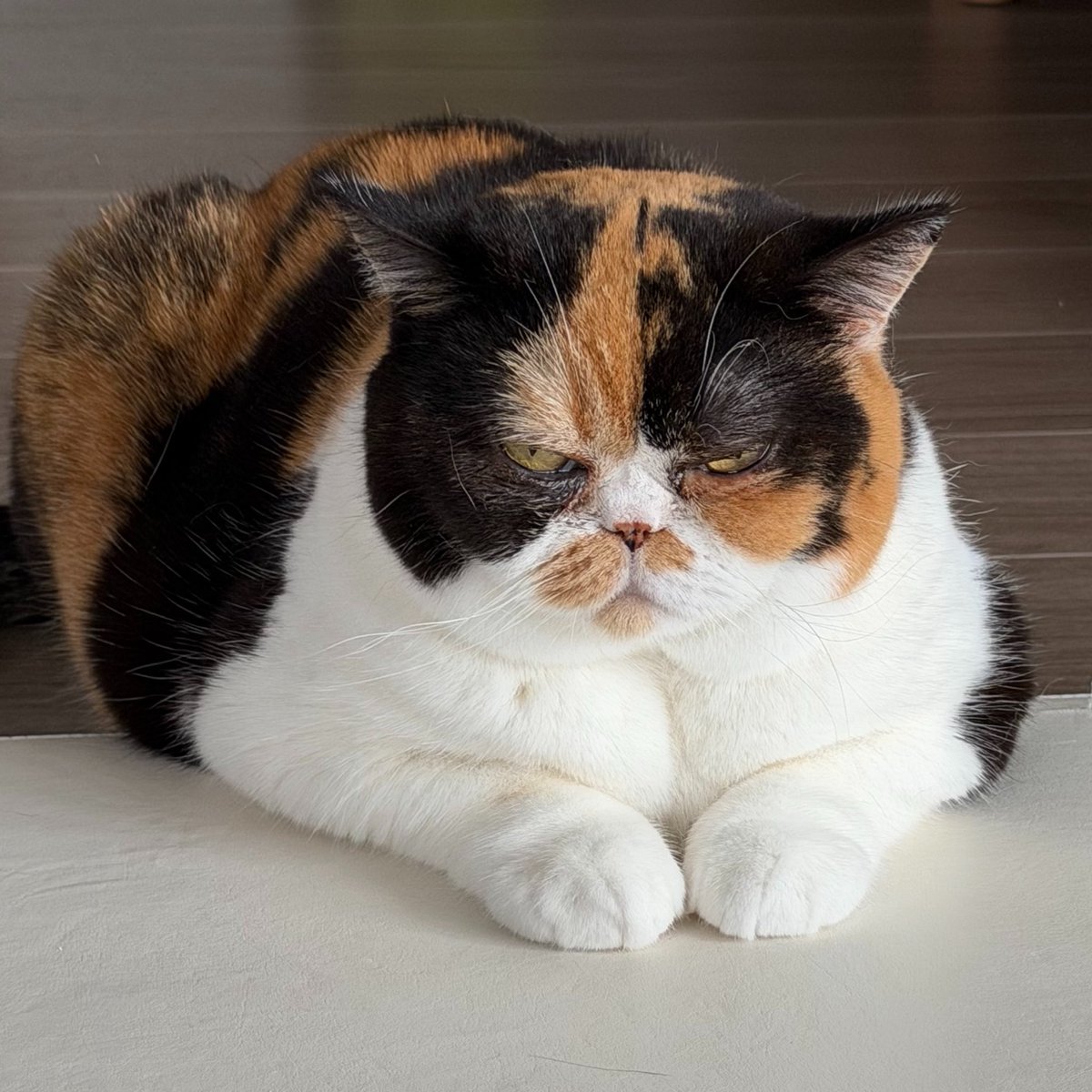 おあげ🍘 tweet media