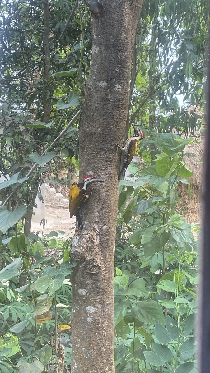 Yonghang Pradip Limbu 🇳🇵 tweet media