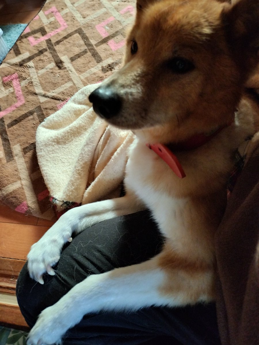 君、俺の足でくつろぐのは良いけど、抜け毛が凄いのよｗ